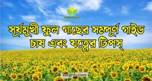 সূর্যমুখী ফুল গাছের সম্পূর্ণ গাইড চাষ এবং যত্নের টিপস্