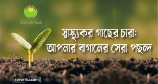 স্বাস্থ্যকর গাছের চারা আপনার বাগানের সেরা পছন্দ