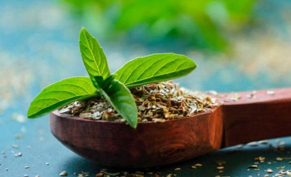 মসলা বীজপাতার উৎপাদন প্রক্রিয়া