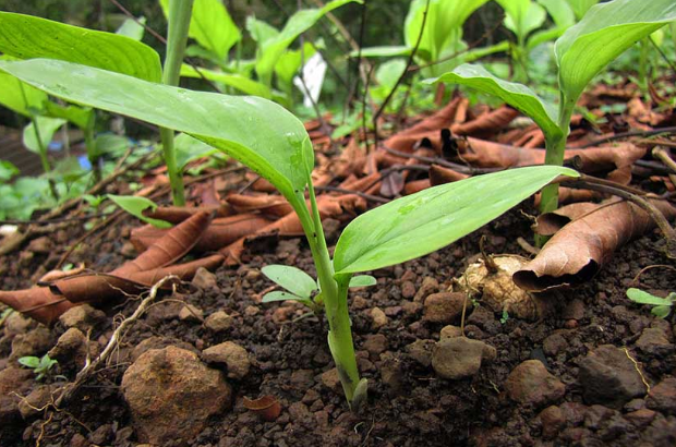 মসলা বীজপাতার উৎপাদন প্রক্রিয়া