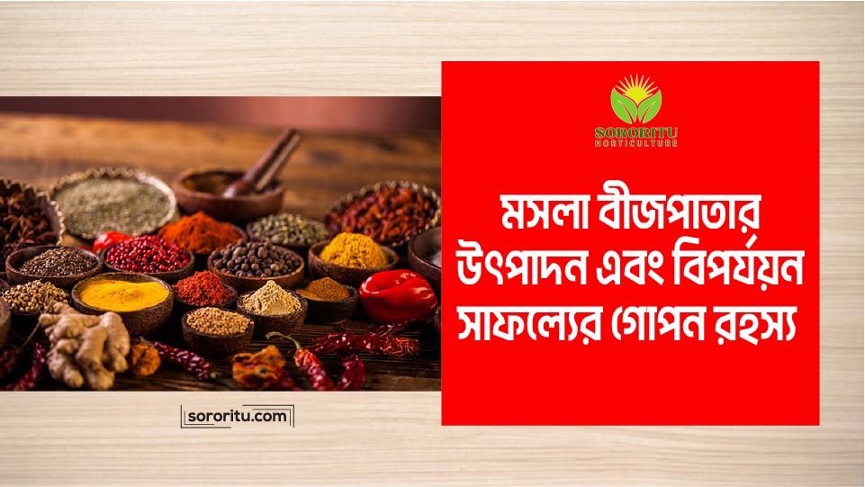 মসলা বীজপাতার উৎপাদন এবং বিপর্যয়ন: সাফল্যের গোপন রহস্য
