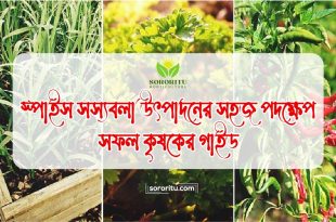 স্পাইস সস্যবলা উৎপাদনের সহজ পদক্ষেপ: সফল কৃষকের গাইড
