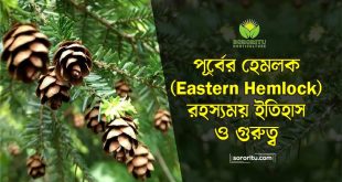 পূর্বের হেমলক (Eastern Hemlock): রহস্যময় ইতিহাস ও গুরুত্ব