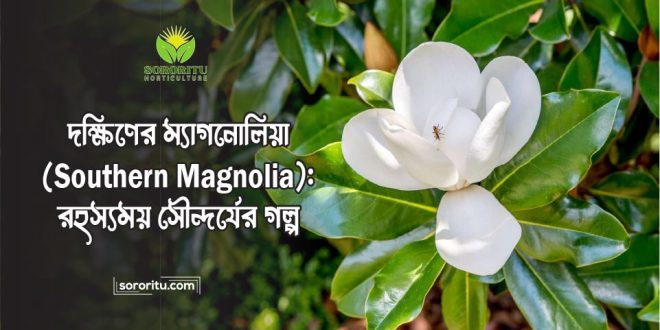 দক্ষিণের ম্যাগনোলিয়া (Southern Magnolia): রহস্যময় সৌন্দর্যের গল্প