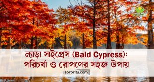 ন্যাড়া সাইপ্রেস (Bald Cypress): পরিচর্যা ও রোপণের সহজ উপায়