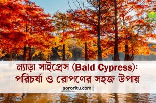 ন্যাড়া সাইপ্রেস (Bald Cypress): পরিচর্যা ও রোপণের সহজ উপায়