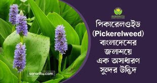 পিকারেলওইড (Pickerelweed): বাংলাদেশের জলাশয়ে এক অসাধারণ সুন্দর উদ্ভিদ