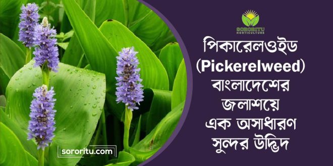 পিকারেলওইড (Pickerelweed): বাংলাদেশের জলাশয়ে এক অসাধারণ সুন্দর উদ্ভিদ