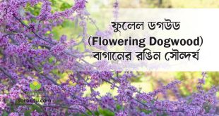 ফুলেল ডগউড (Flowering Dogwood): বাগানের রঙিন সৌন্দর্য