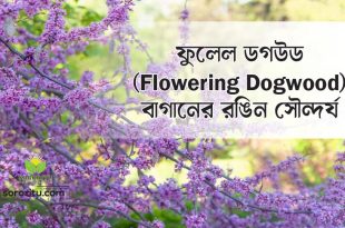 ফুলেল ডগউড (Flowering Dogwood): বাগানের রঙিন সৌন্দর্য