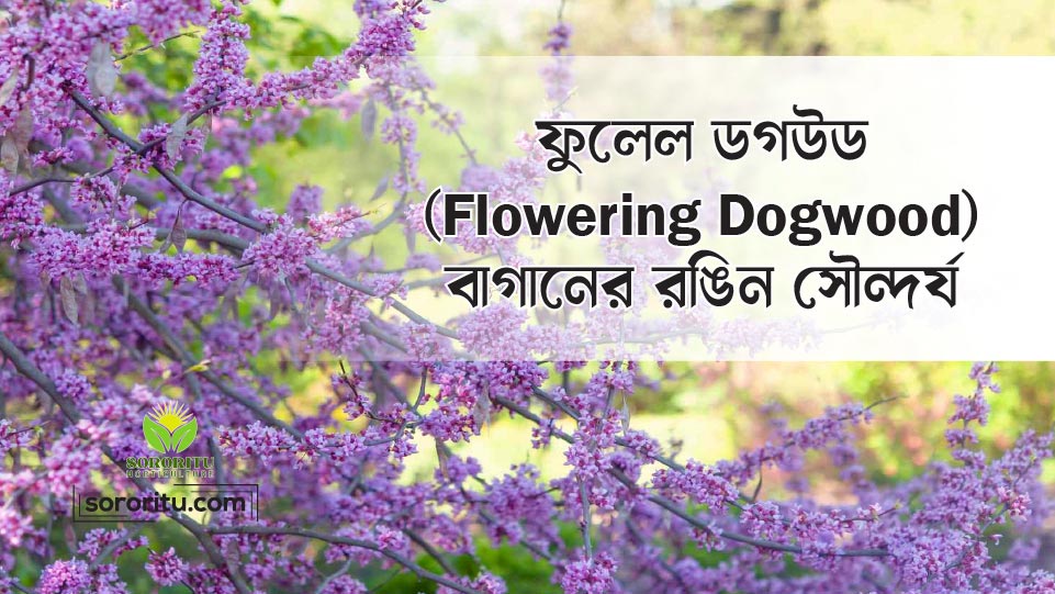 ফুলেল ডগউড (Flowering Dogwood): বাগানের রঙিন সৌন্দর্য