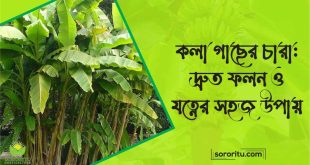 কলা গাছের চারা দ্রুত ফলন ও যত্নের সহজ উপায়
