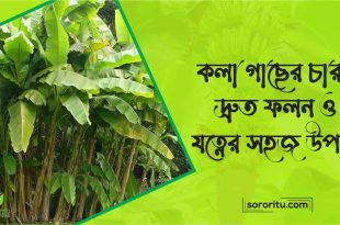 কলা গাছের চারা দ্রুত ফলন ও যত্নের সহজ উপায়