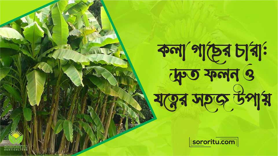 কলা গাছের চারা দ্রুত ফলন ও যত্নের সহজ উপায়