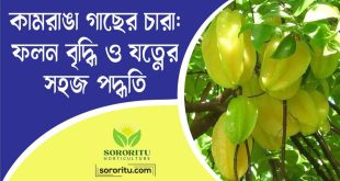 কামরাঙা গাছের চারা ফলন বৃদ্ধি ও যত্নের সহজ পদ্ধতি