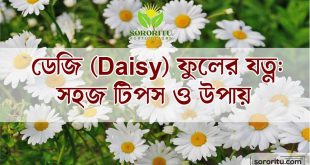 ডেজি (Daisy) ফুলের যত্ন সহজ টিপস ও উপায়
