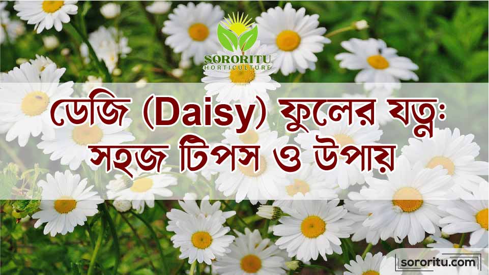 ডেজি (Daisy) ফুলের যত্ন সহজ টিপস ও উপায়