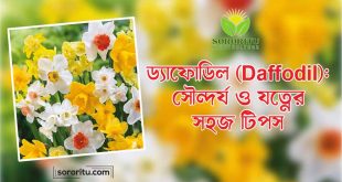 ড্যাফোডিল (Daffodil) সৌন্দর্য ও যত্নের সহজ টিপস