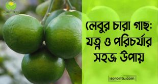 লেবুর চারা গাছ যত্ন ও পরিচর্যার সহজ উপায়