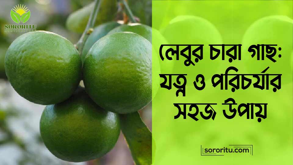 লেবুর চারা গাছ যত্ন ও পরিচর্যার সহজ উপায়