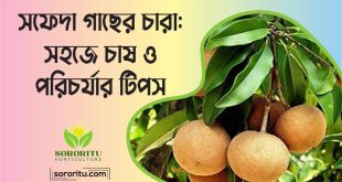 সফেদা গাছের চারা সহজে চাষ ও পরিচর্যার টিপস