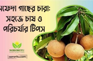 সফেদা গাছের চারা সহজে চাষ ও পরিচর্যার টিপস