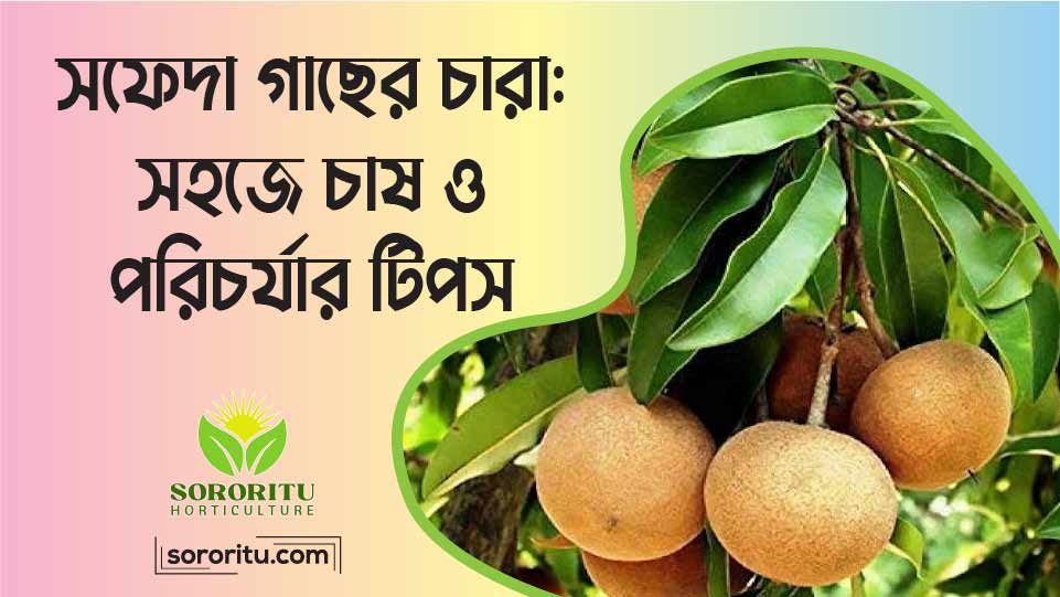 সফেদা গাছের চারা সহজে চাষ ও পরিচর্যার টিপস