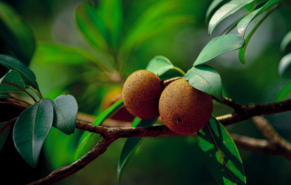সফেদা (Sapodilla) গাছের চারা: সহজে চাষ ও পরিচর্যার টিপস