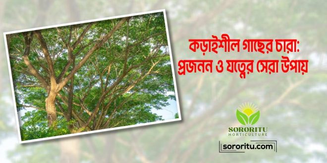 কড়াইশীল গাছের চারা: প্রজনন ও যত্নের সেরা উপায়