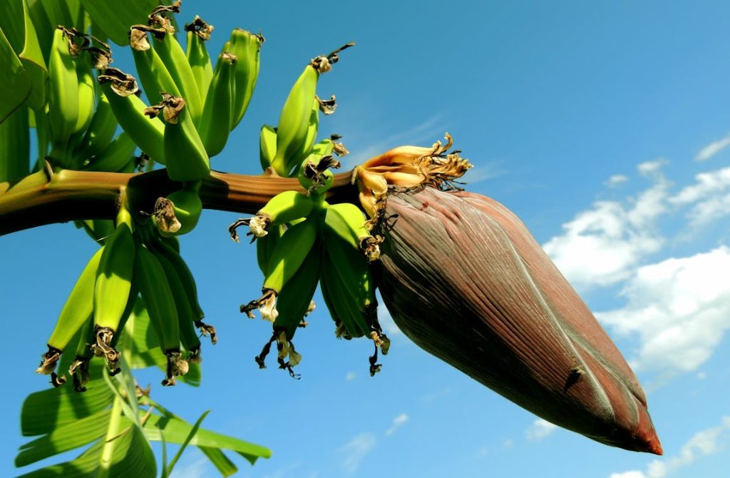 কলা গাছের চারা: দ্রুত ফলন ও যত্নের সহজ উপায়
