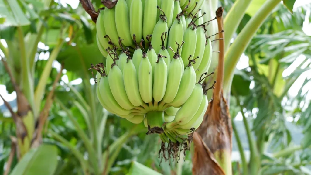 কলা গাছের চারা: দ্রুত ফলন ও যত্নের সহজ উপায়
