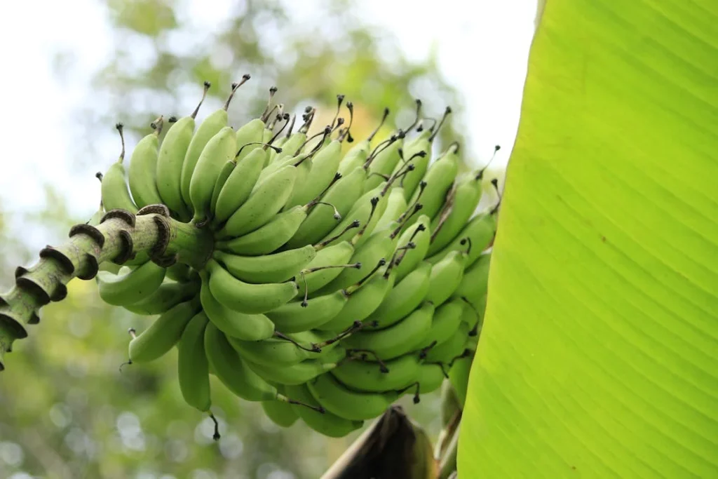 কলা গাছের চারা: দ্রুত ফলন ও যত্নের সহজ উপায়
