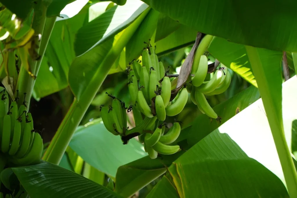 কলা গাছের চারা: দ্রুত ফলন ও যত্নের সহজ উপায়
