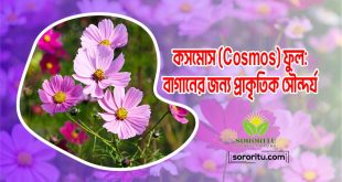 কসমোস (Cosmos) ফুল: বাগানের জন্য প্রাকৃতিক সৌন্দর্য