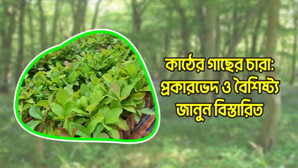 কাঠের গাছের চারা প্রকারভেদ ও বৈশিষ্ট্য জানুন বিস্তারিত 