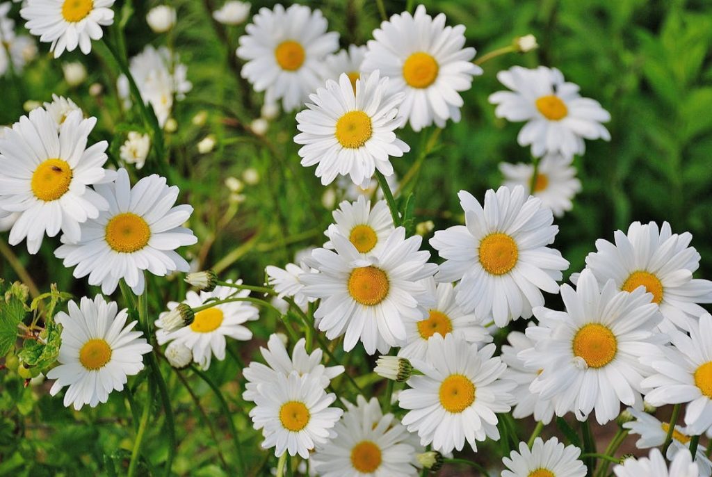 ডেজি (Daisy) ফুলের যত্ন: সহজ টিপস ও উপায়