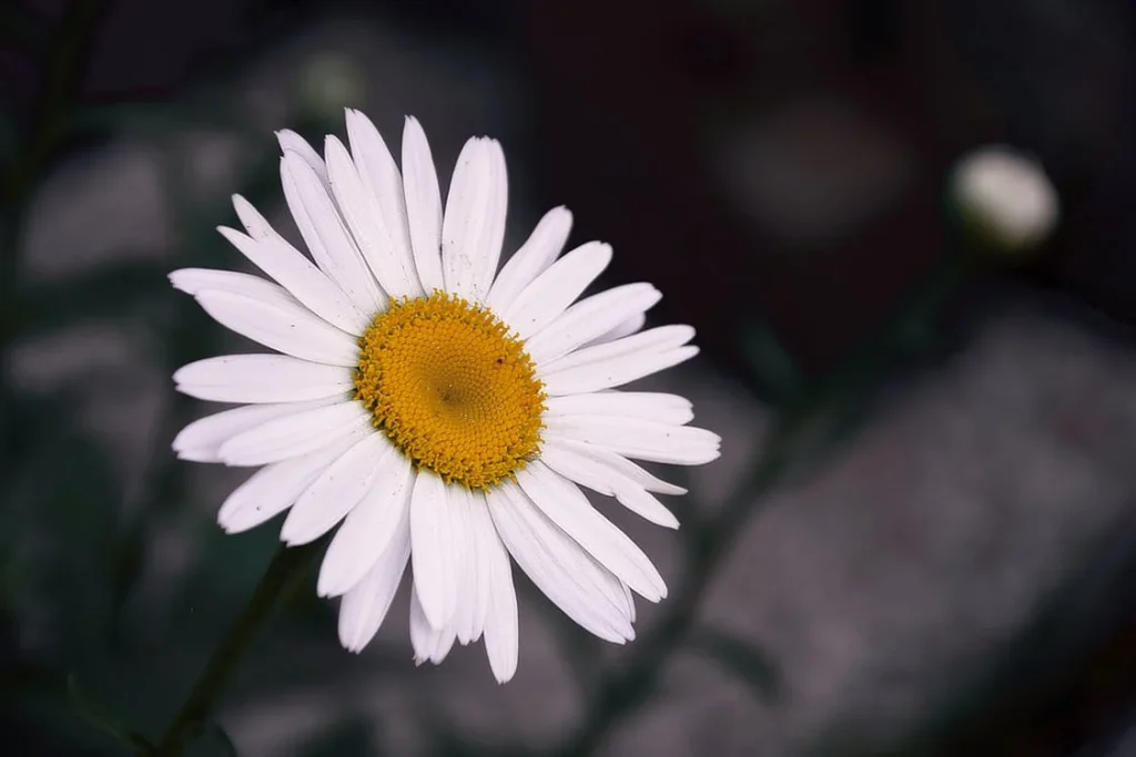 ডেজি (Daisy) ফুলের যত্ন: সহজ টিপস ও উপায়