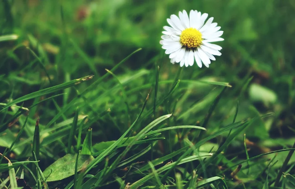 ডেজি (Daisy) ফুলের যত্ন: সহজ টিপস ও উপায়