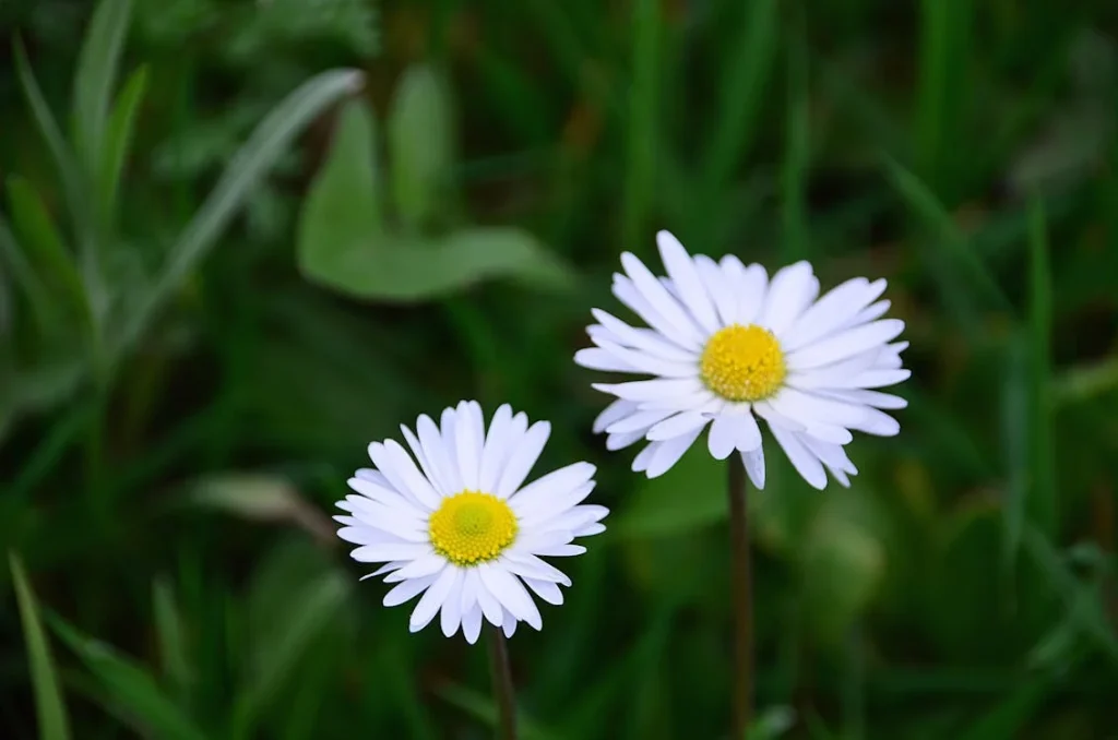 ডেজি (Daisy) ফুলের যত্ন: সহজ টিপস ও উপায়