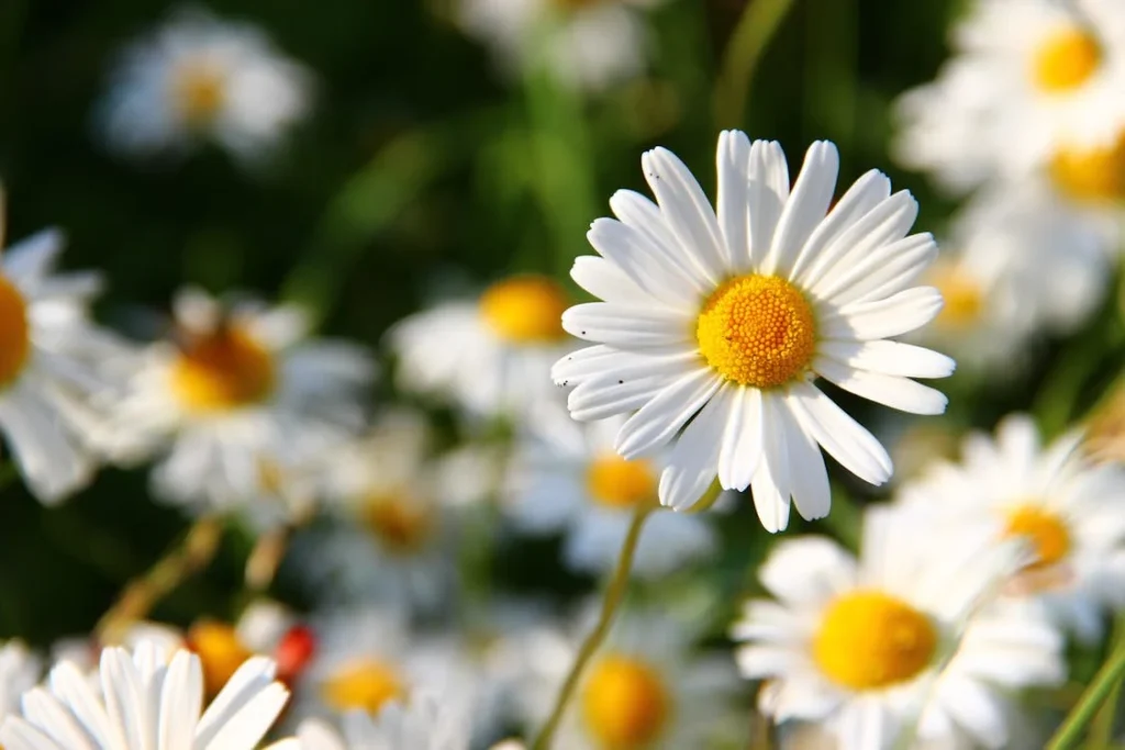 ডেজি (Daisy) ফুলের যত্ন: সহজ টিপস ও উপায়
