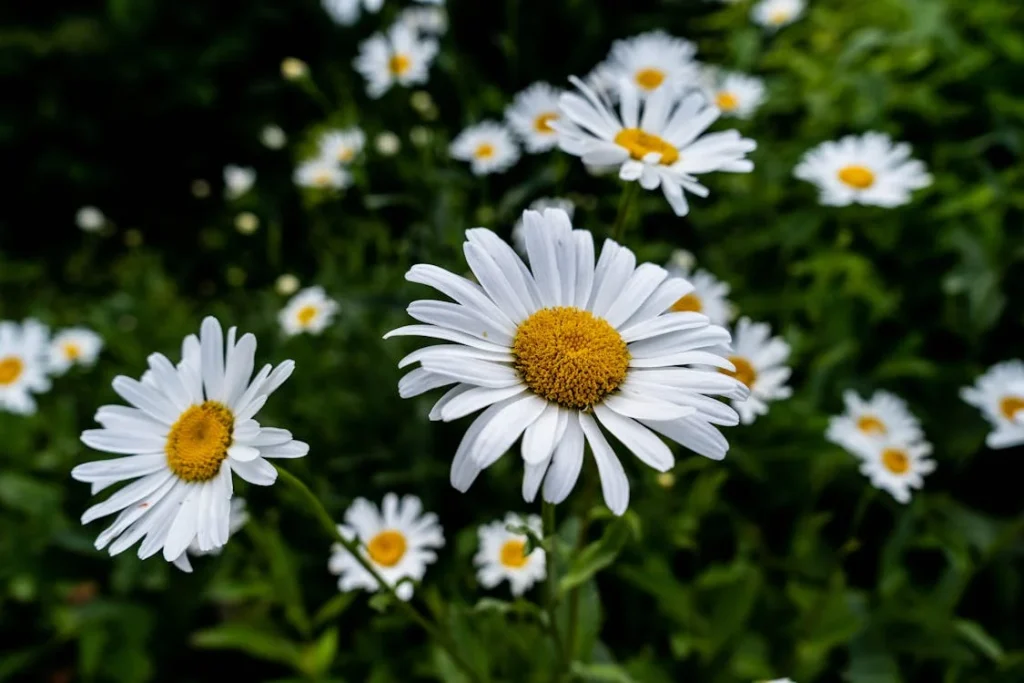 ডেজি (Daisy) ফুলের যত্ন: সহজ টিপস ও উপায়
