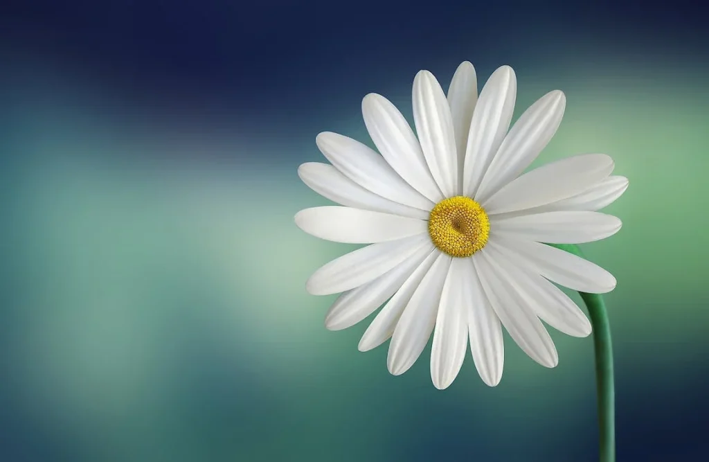 ডেজি (Daisy) ফুলের যত্ন: সহজ টিপস ও উপায়