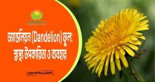 ড্যান্ডেলিয়ন (Dandelion) ফুল: স্বাস্থ্য উপকারিতা ও ব্যবহার