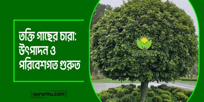 তক্তি গাছের চারা: উৎপাদন ও পরিবেশগত গুরুত্ব
