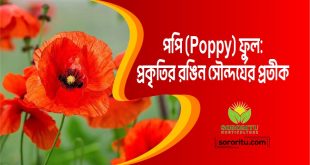 পপি (Poppy) ফুল প্রকৃতির রঙিন সৌন্দর্যের প্রতীক