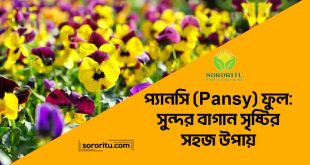 প্যানসি (Pansy) ফুল সুন্দর বাগান সৃষ্টির সহজ উপায়