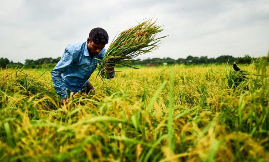 ফসল সংগ্রহ