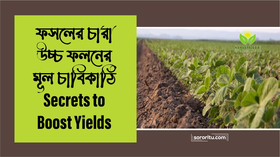 ফসলের চারা উচ্চ ফলনের মূল চাবিকাঠি Secrets to Boost Yields