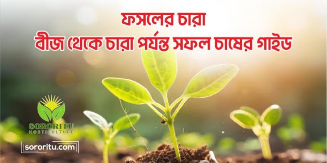 ফসলের চারা: বীজ থেকে চারা পর্যন্ত সফল চাষের গাইড