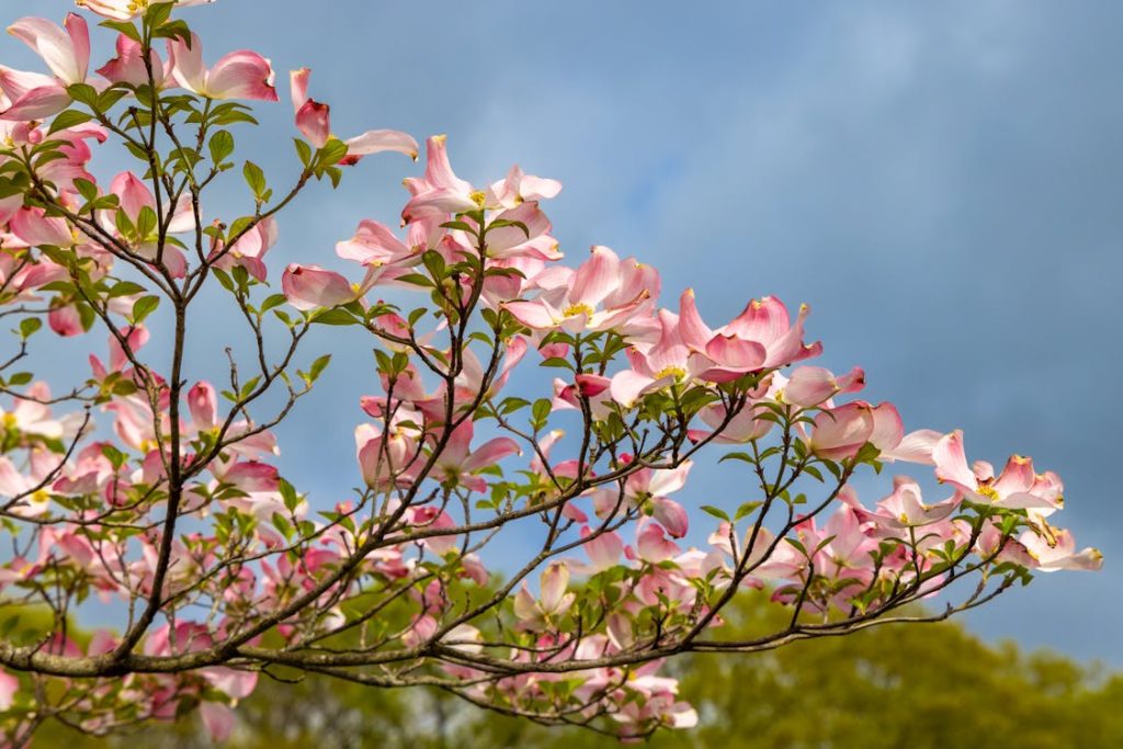 ফুলেল ডগউড (Flowering Dogwood)